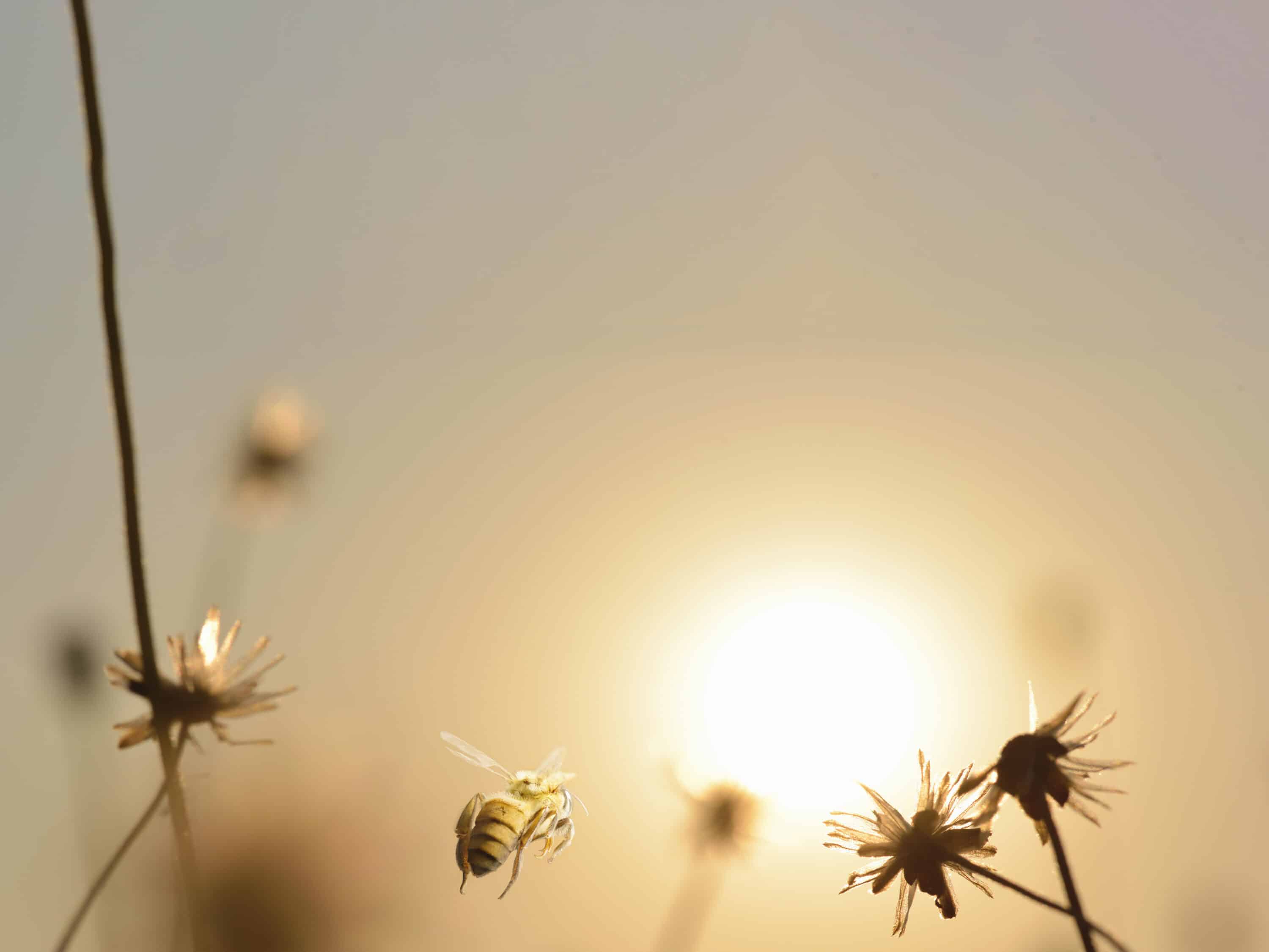 illustrasjonsbilde av planter og insekter