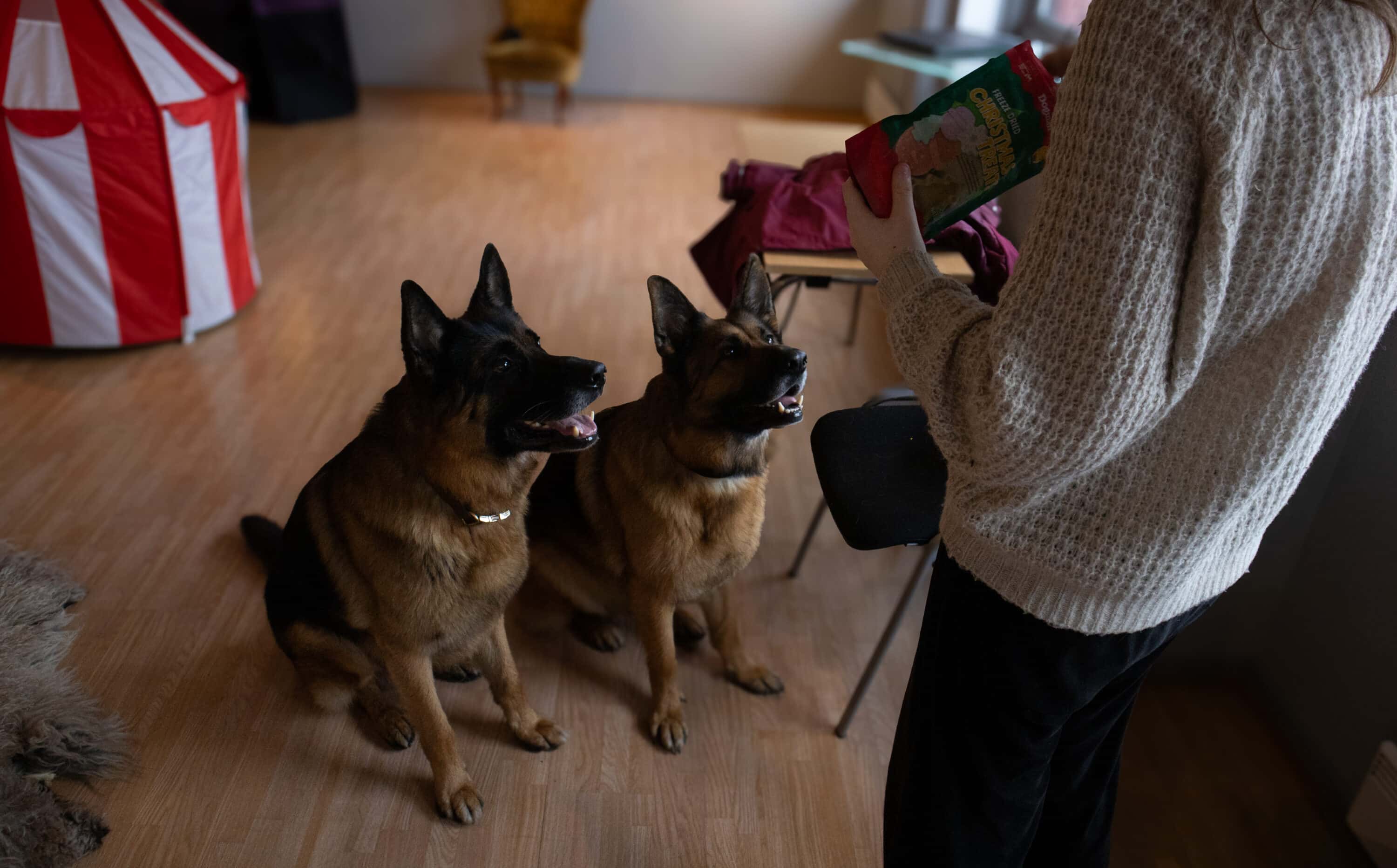 Hunder hjelper ungdom på Dyrebar Omsorg