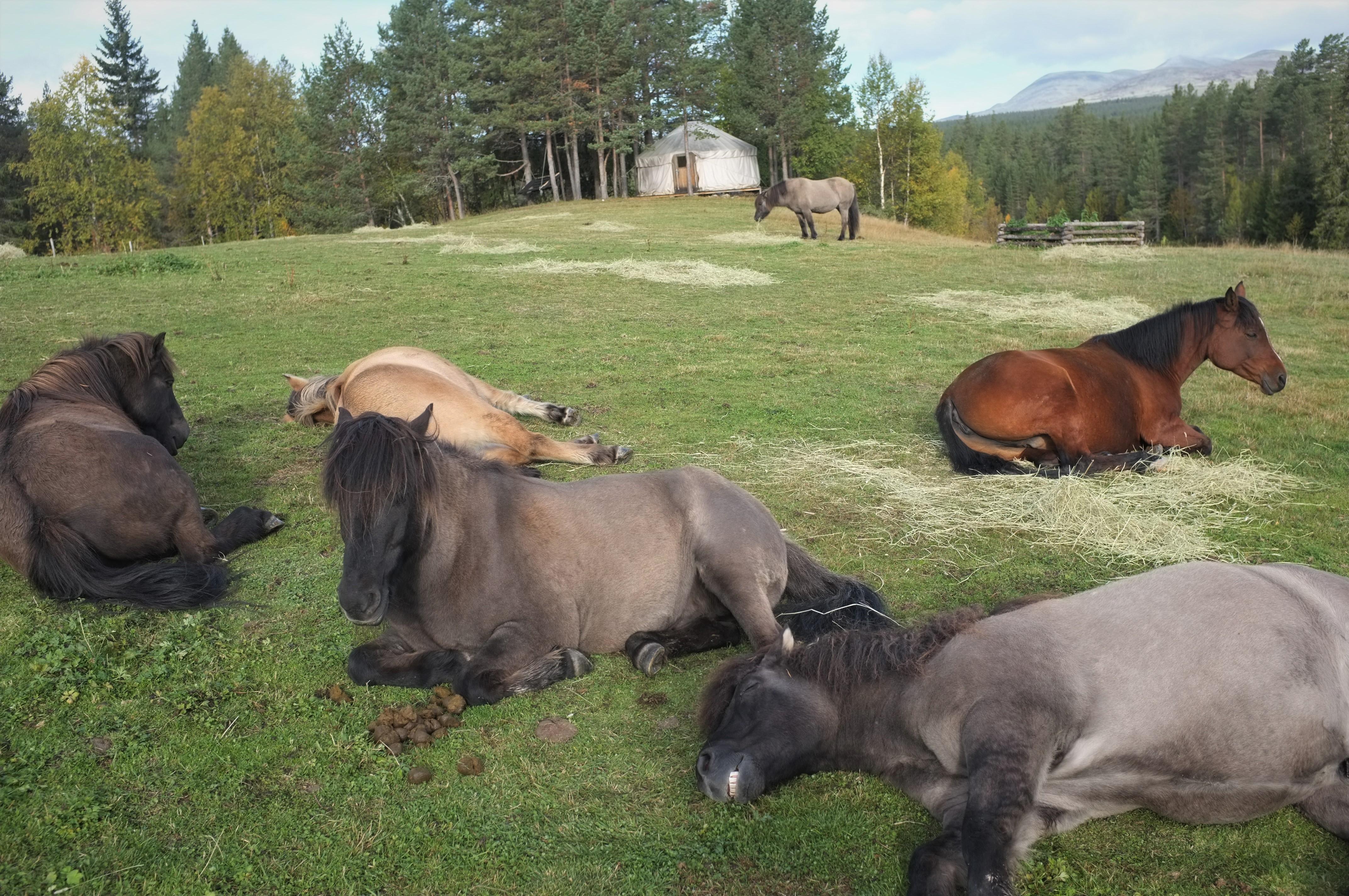 bilde av hester som ligger og slapper av på gresset foran en jurt