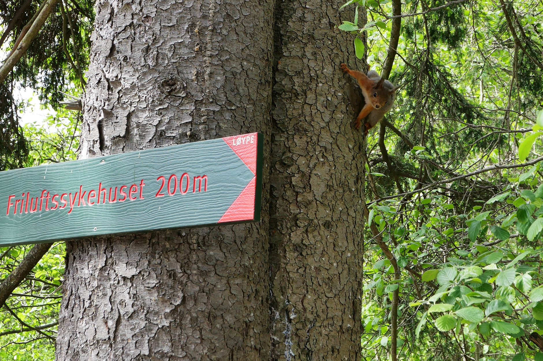 Skilt til Friluftsykehuset utformet som et turskilt i marka