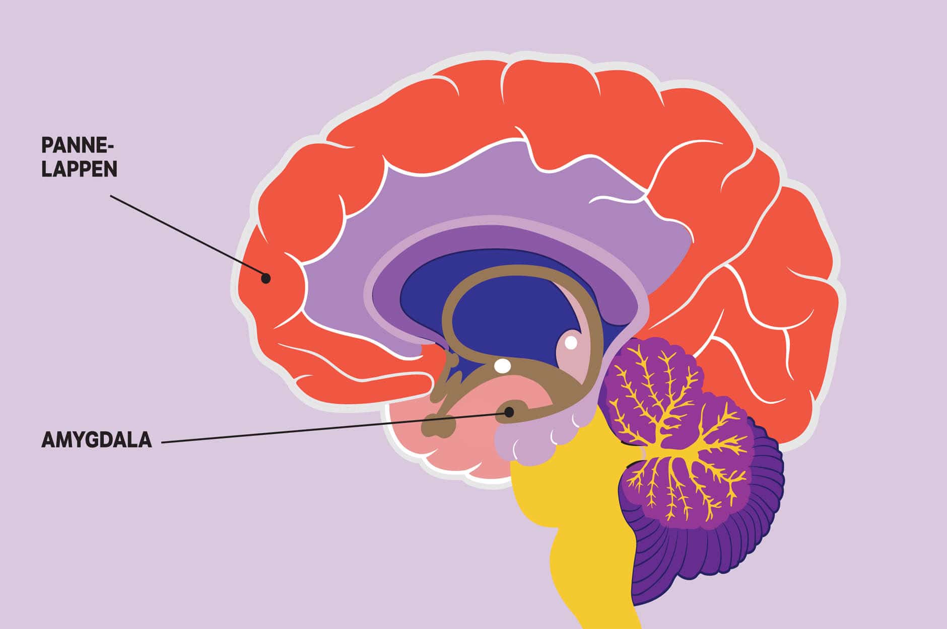 Illustrasjon av fargerik hjerne